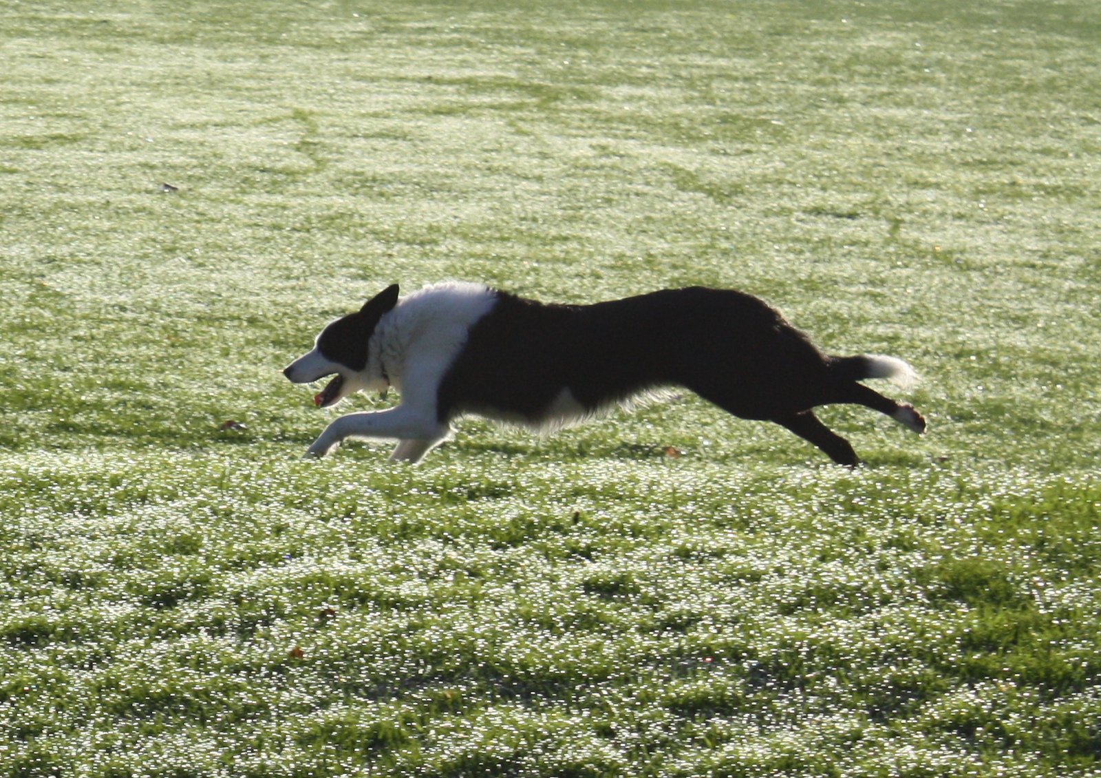 10 Playful Dog Breeds That Never Grow Out of Zoomies