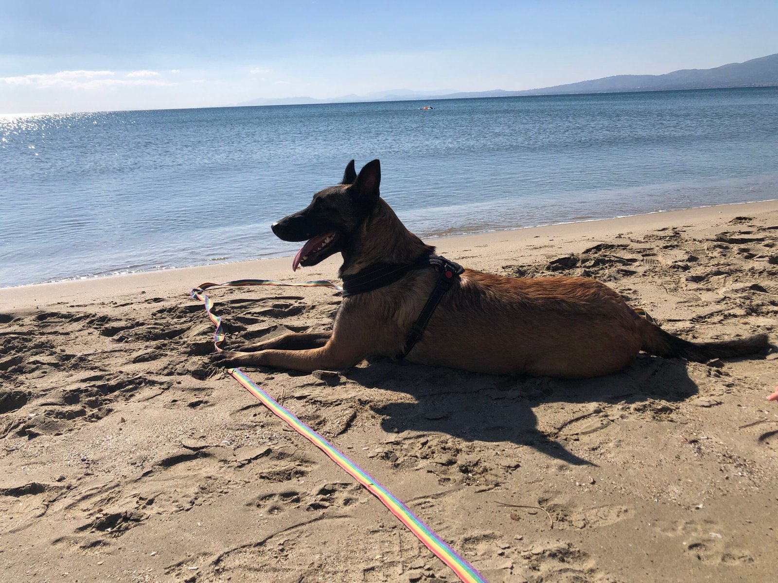 Belgian Malinois (image credits: wikimedia)