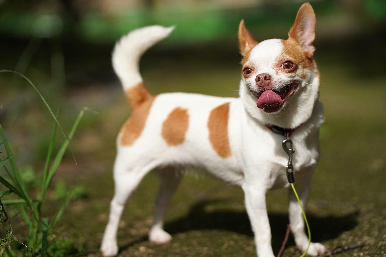 Chihuahua (image credits: pixabay)