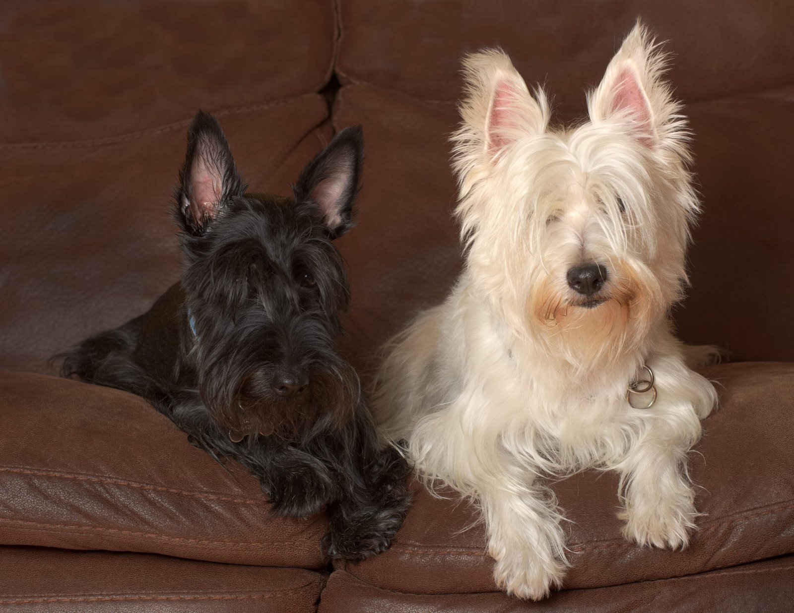 Scottish Terrier (image credits: wikimedia)