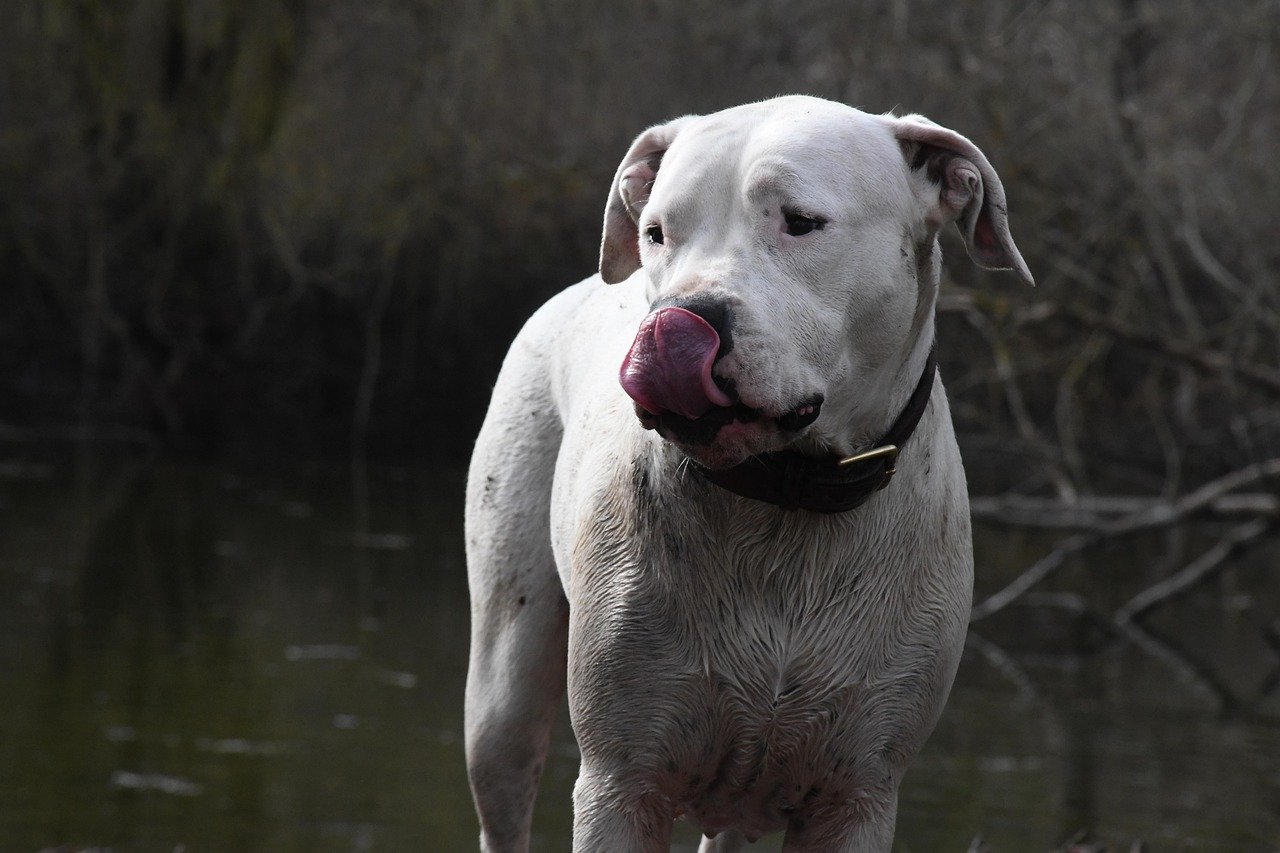 Dogo Argentino: The Powerful Athlete (Not for Beginners) (image credits: pixabay)