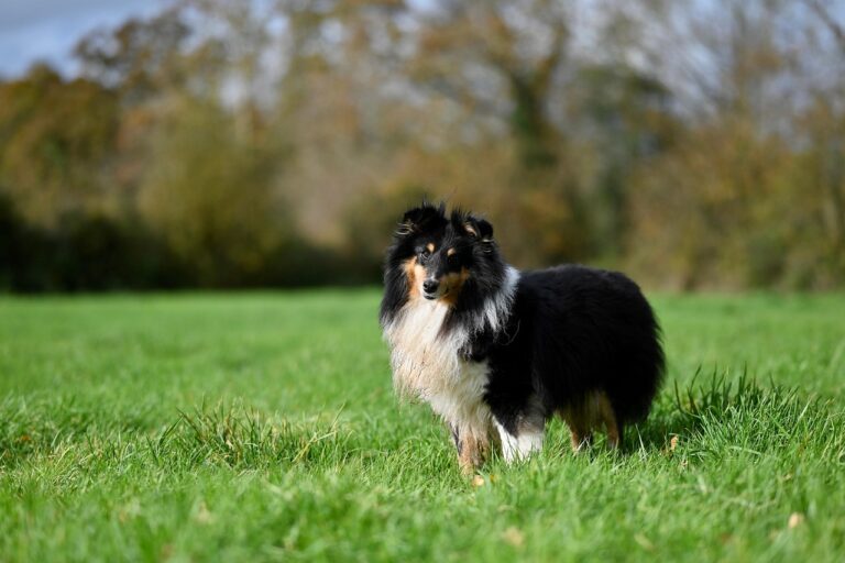 15 Dog Breeds Ideal for First-Time Owners (and 10 You Might Want to Avoid Initially)
