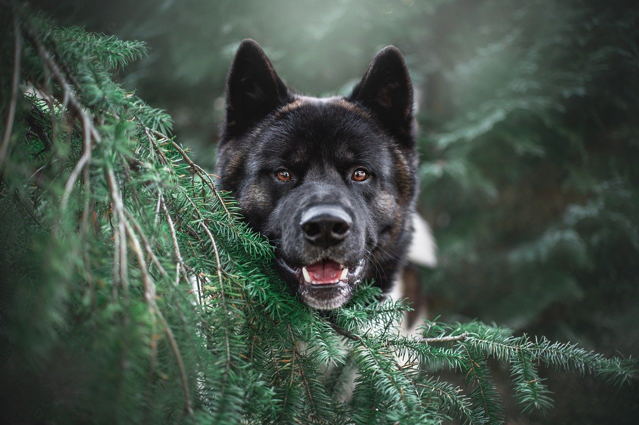 Growling: Not Always a Threat (image credits: pixabay)