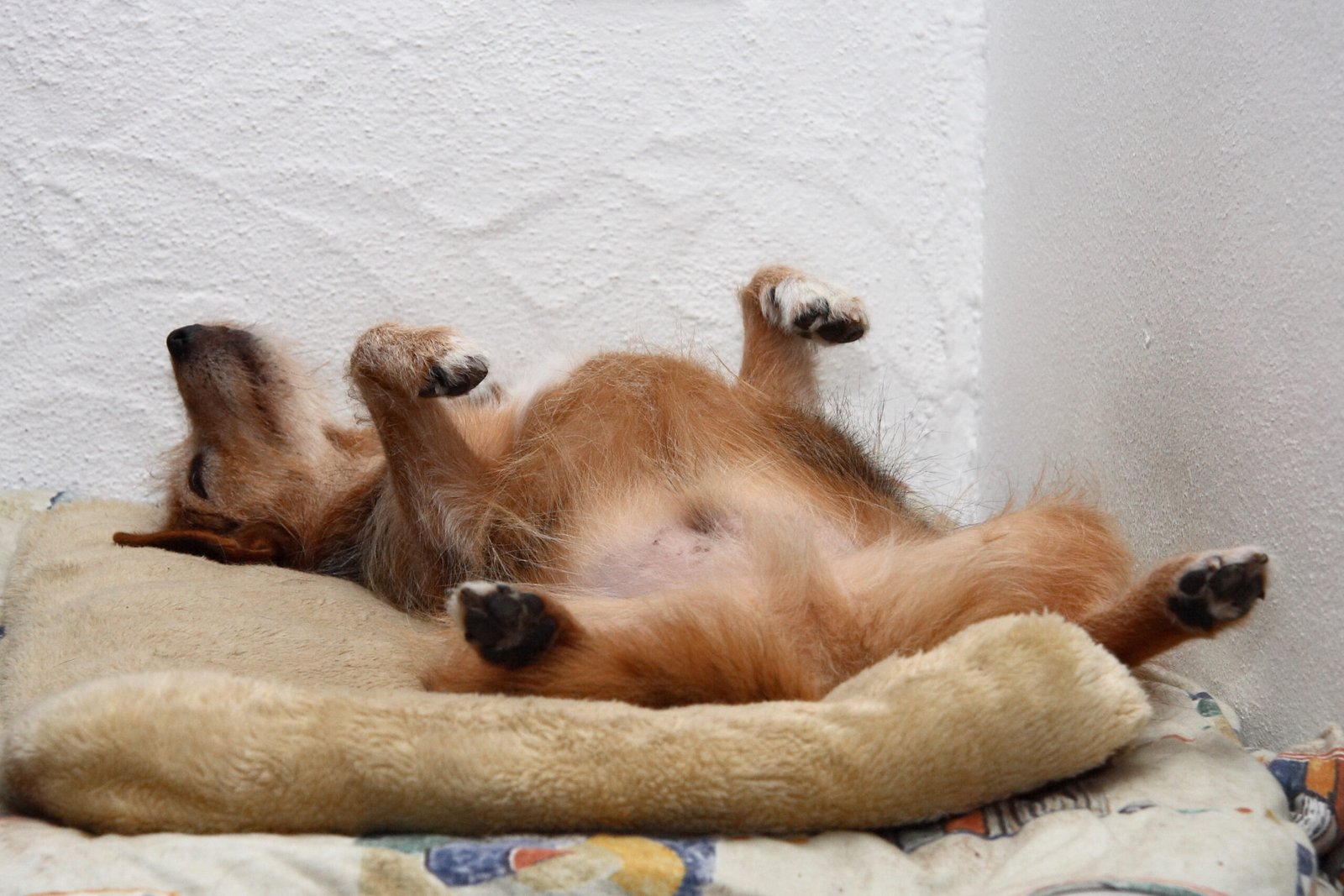 2. Sleeping With Their Back to You (image credits: wikimedia)