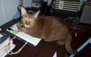 10 Signs Your Cat is Secretly Guarding You