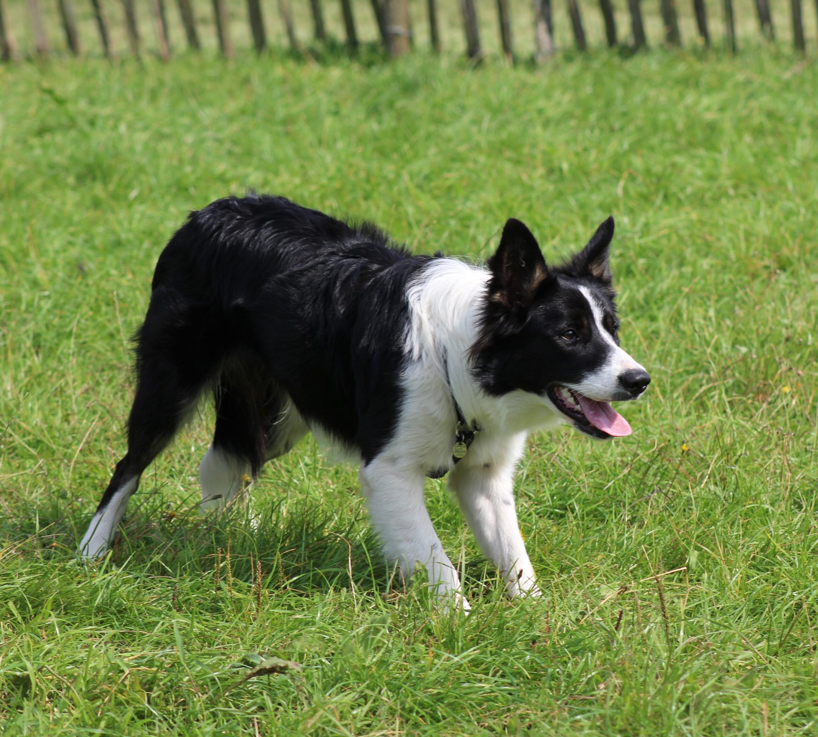 Border Collie: The Tireless Thinker (image credits: wikimedia)