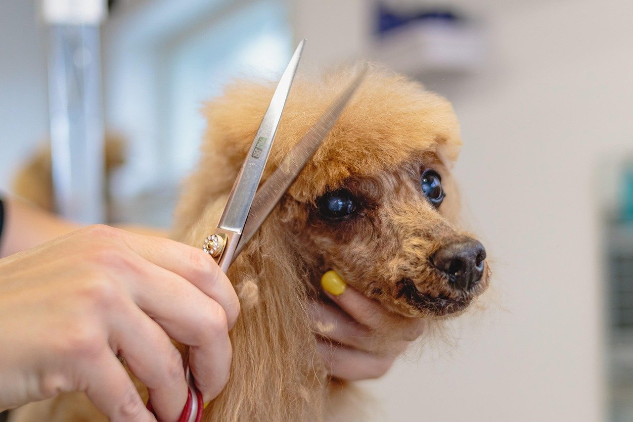 Understanding Grooming Aggression: Why Does It Happen? (image credits: pixabay)