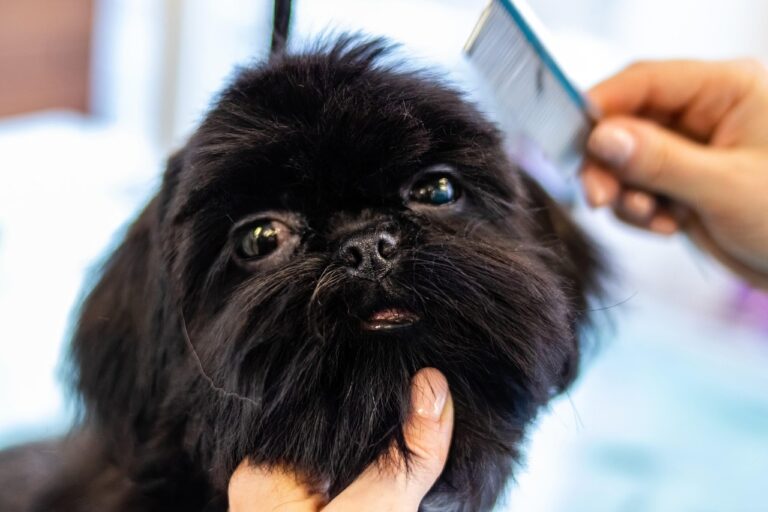 How to Deal With Grooming Aggression in Dogs