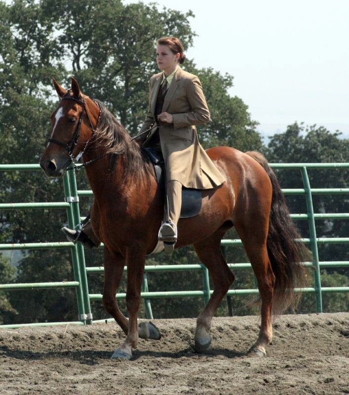 Tennessee Walking Horse (image credits: wikimedia)