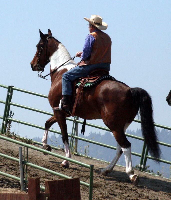 Spotted Saddle Horse (image credits: wikimedia)