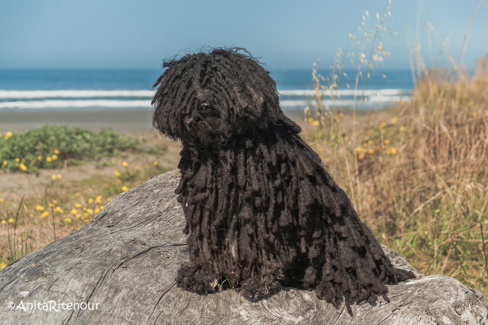 Puli: The Mop Dog with Endless Energy (image credits: wikimedia)