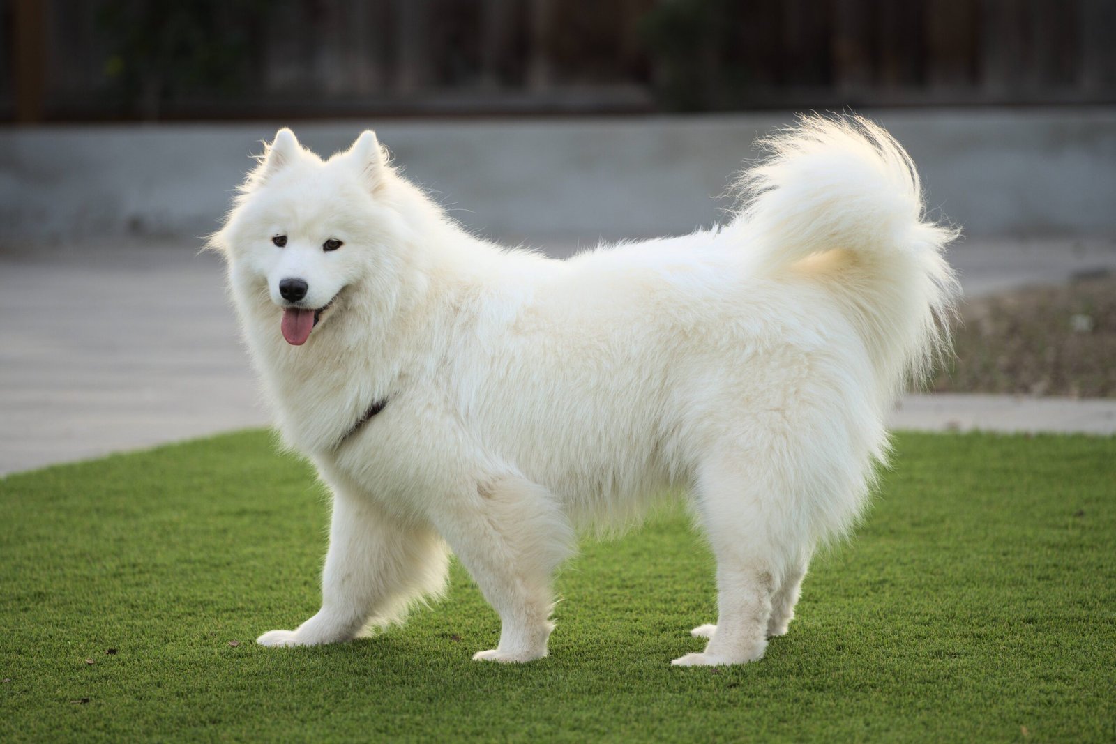 Samoyed: The Smiling Snow Angel (image credits: wikimedia)