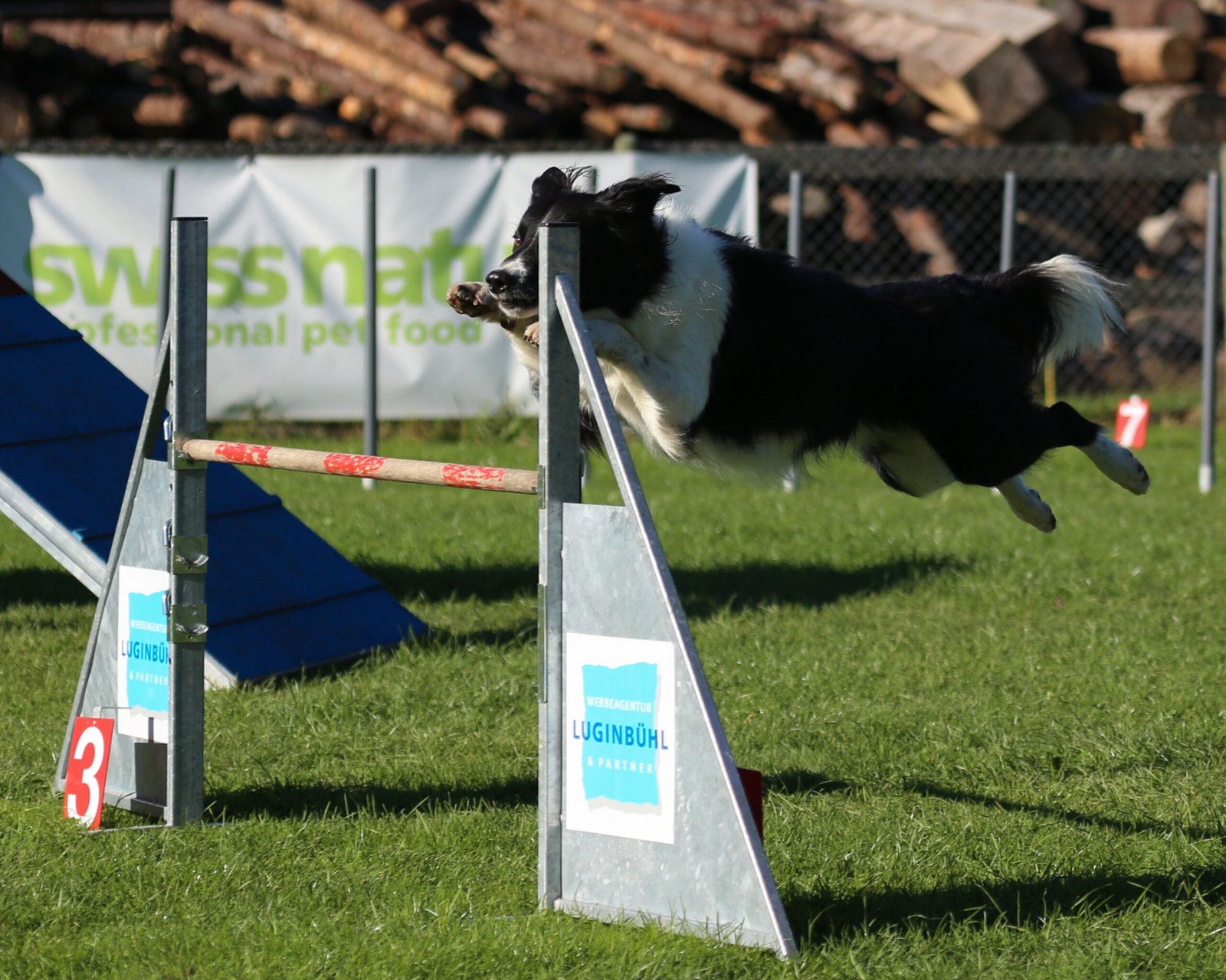 Border Collie: The Brainiac Athlete (image credits: wikimedia)