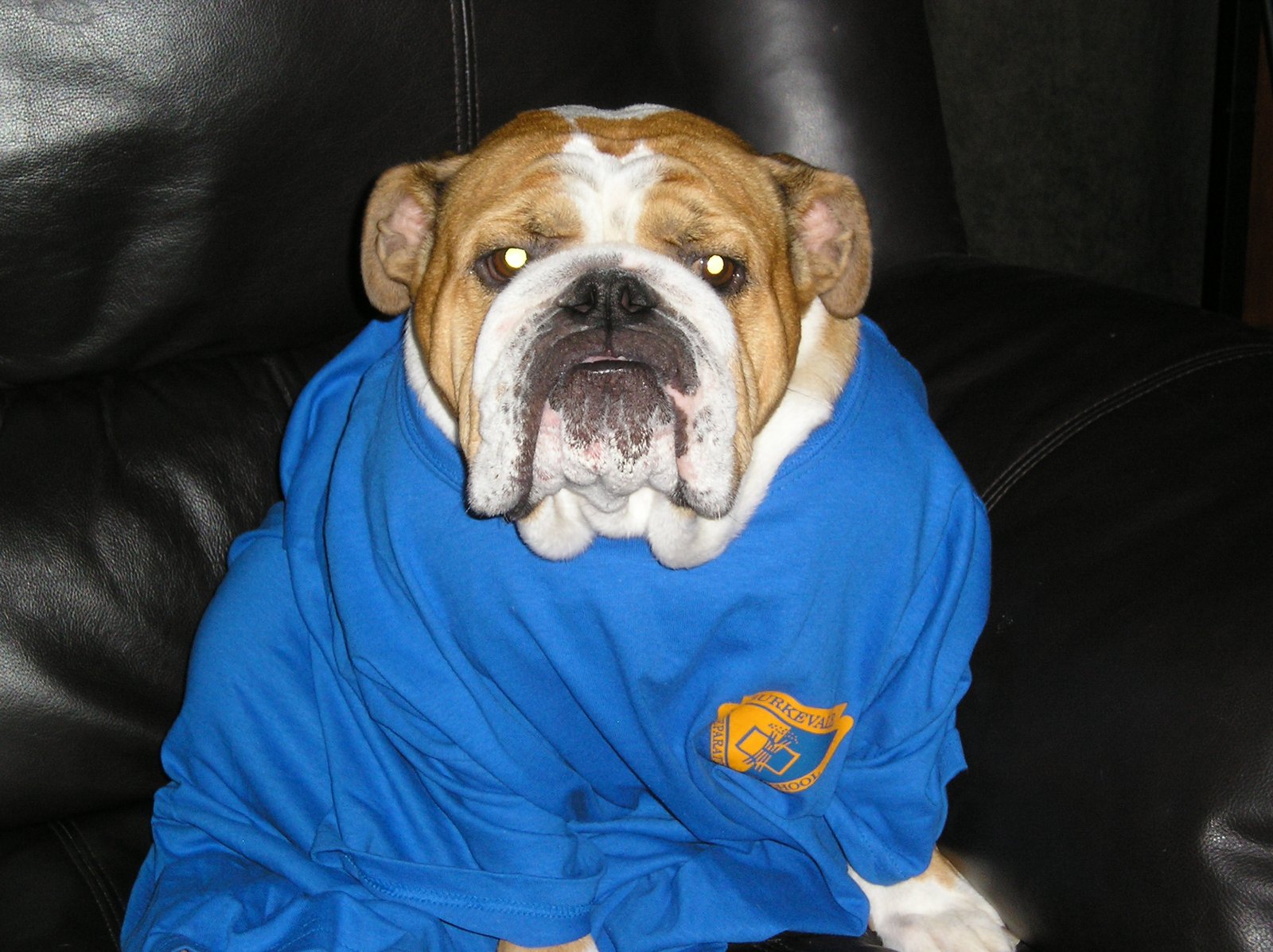 English Bulldog: The Lovable Couch Potato (image credits: wikimedia)