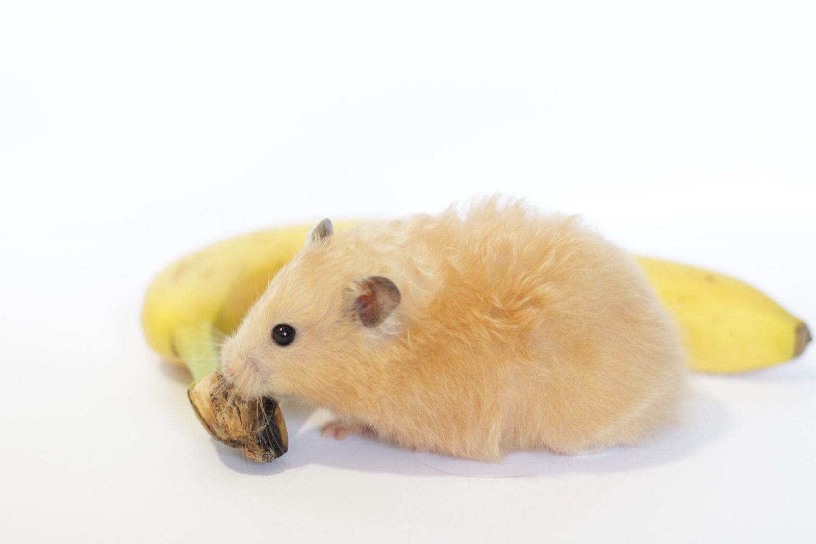 5 Healthy Treats to Keep Your Hamster Thriving