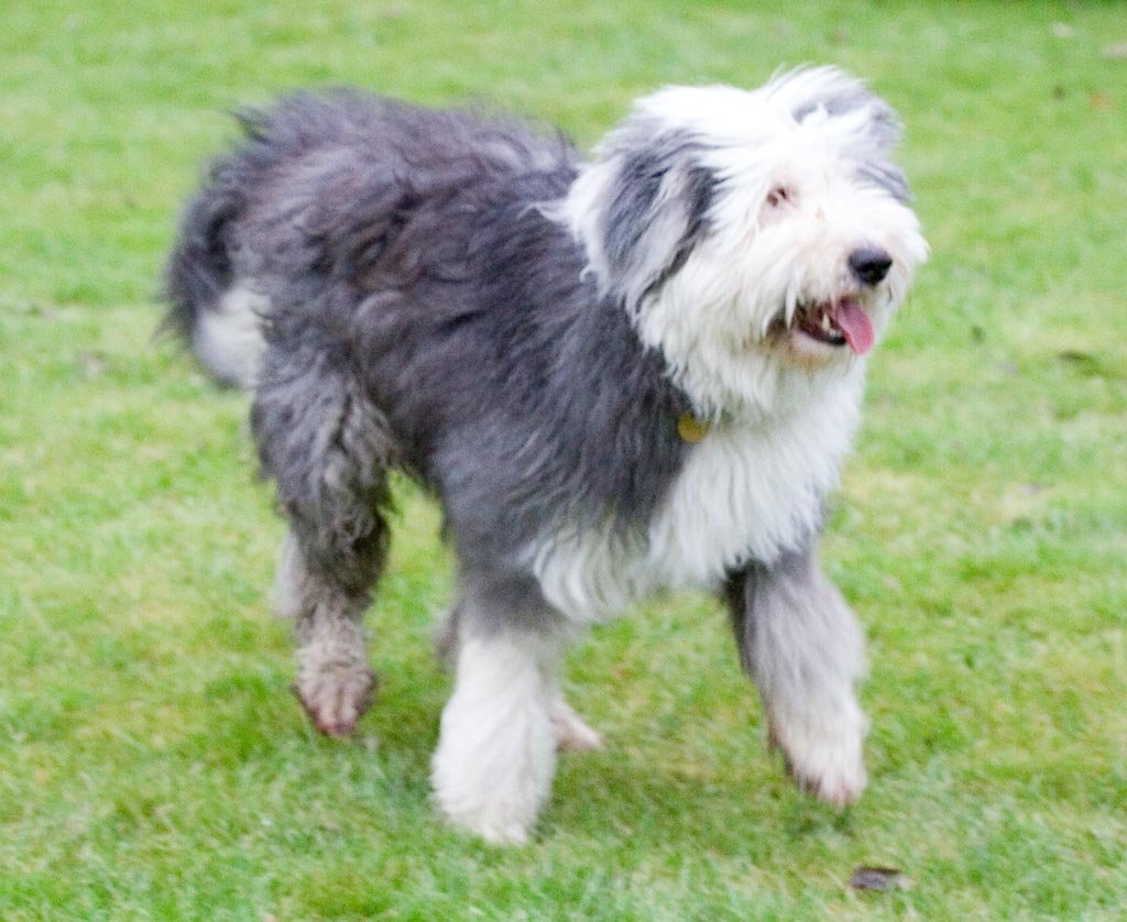 Old English Sheepdog: The Shaggy Showstopper (image credits: wikimedia)