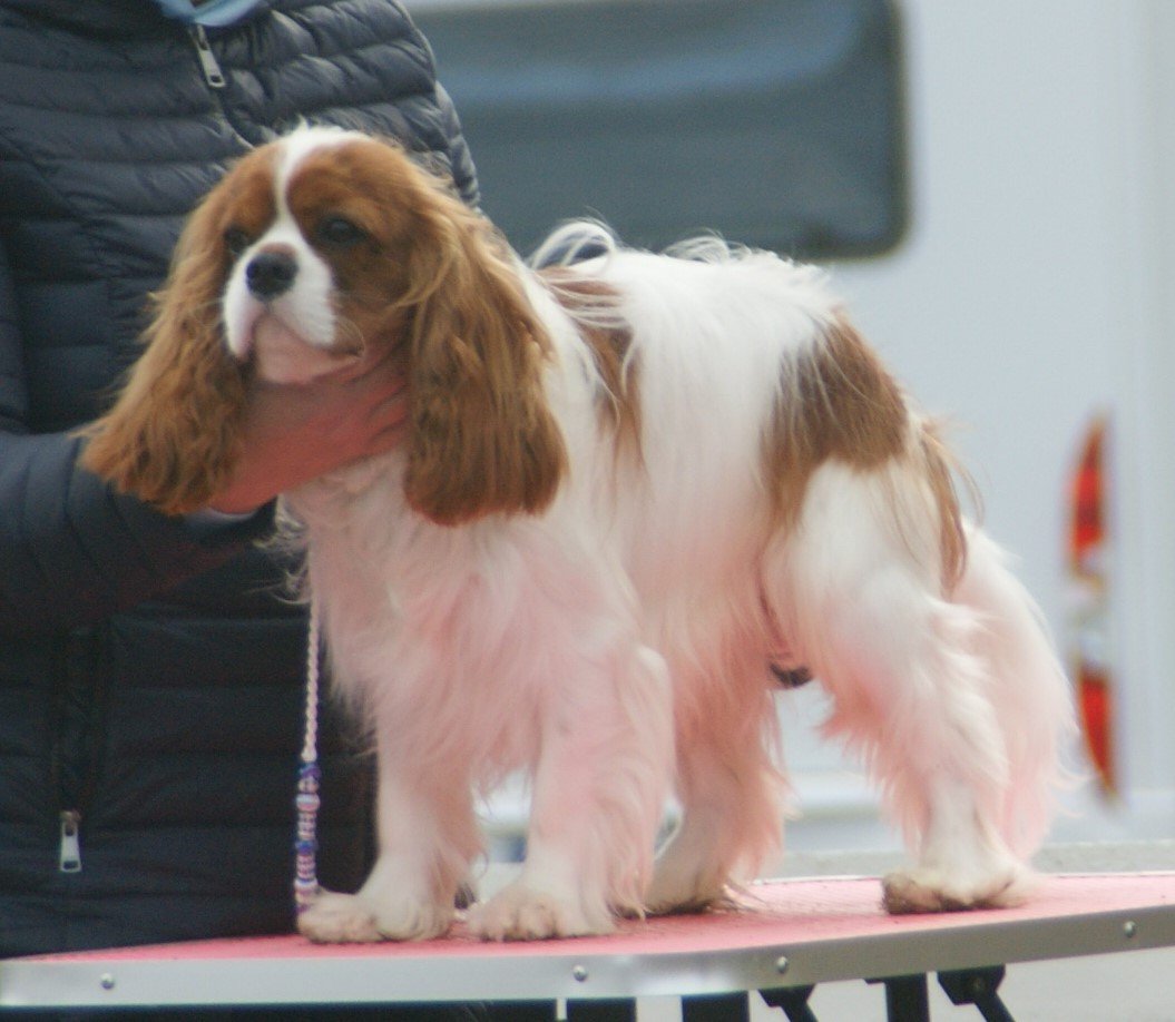 Cavalier King Charles Spaniel: The Loving Shadow (image credits: wikimedia)