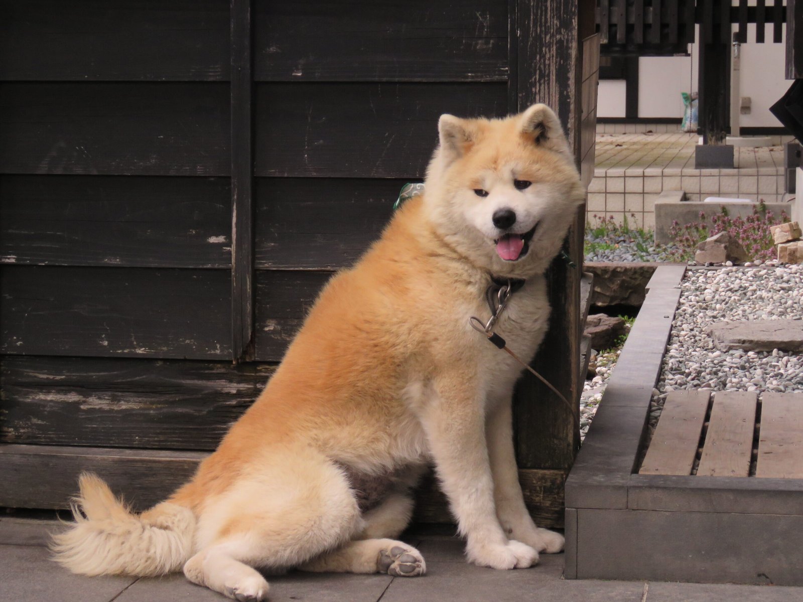 Akita: The Noble Guardian (image credits: wikimedia)