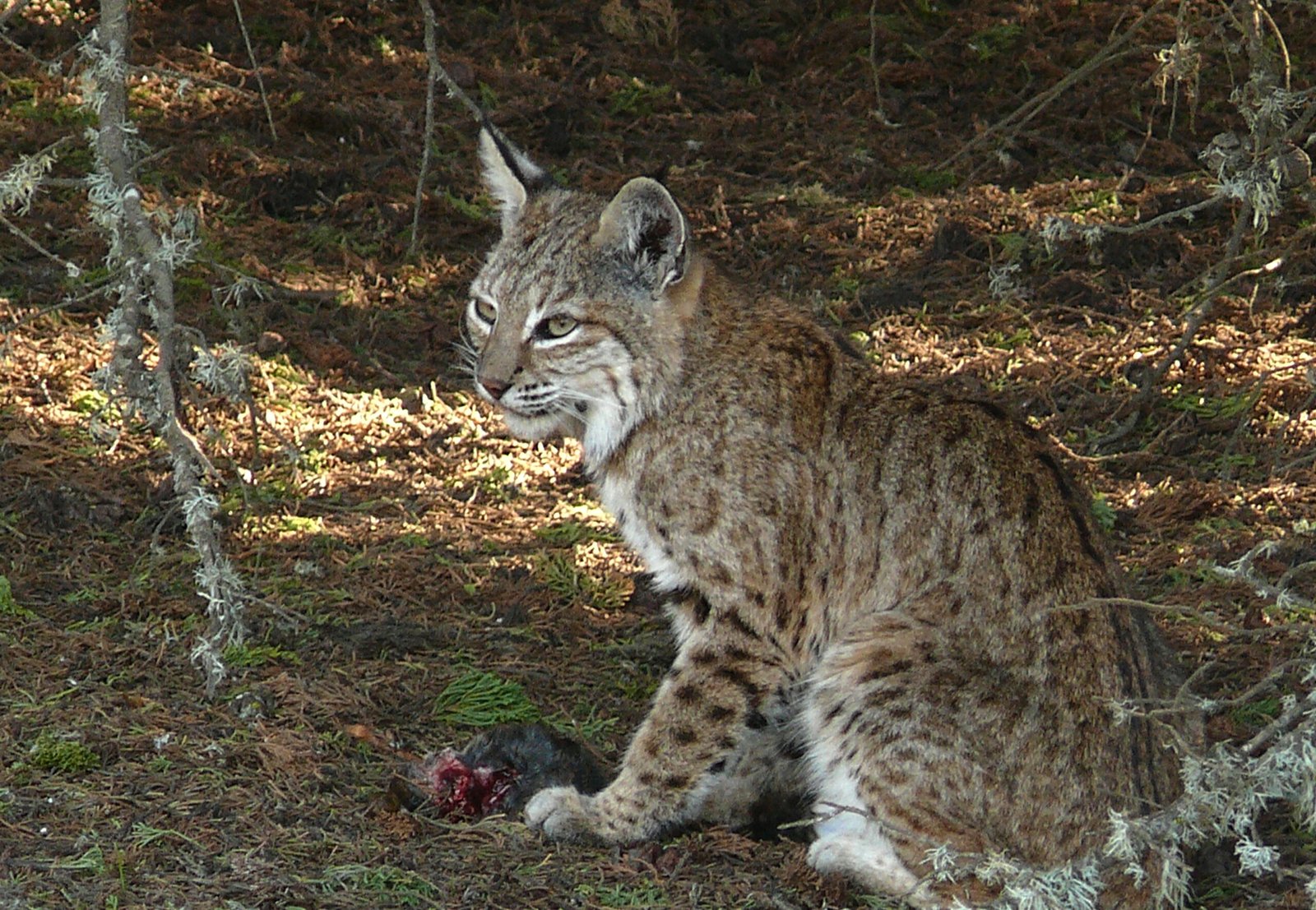 Bobcats Control Disease-Carrying Rodents (image credits: wikimedia)