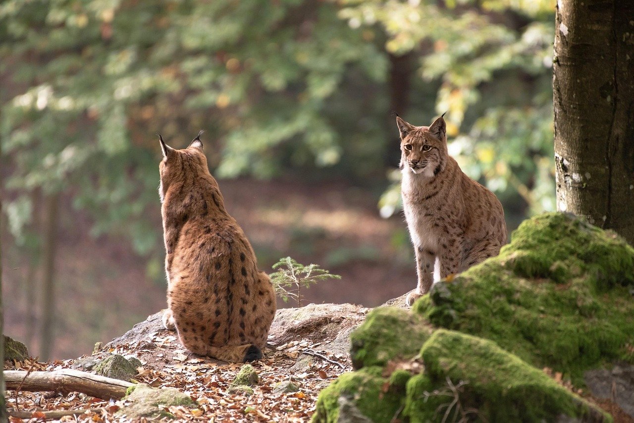 They Support Healthy Ecosystems (image credits: pixabay)