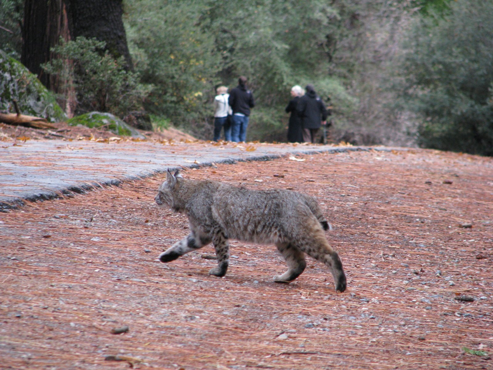 Bobcats Are Wild at Heart (image credits: wikimedia)
