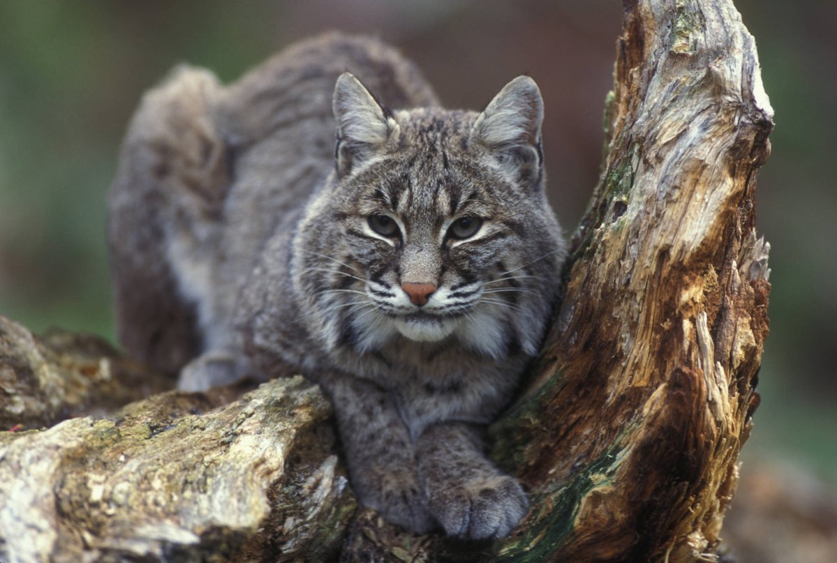 Bobcats Require Specialized Care (image credits: wikimedia)
