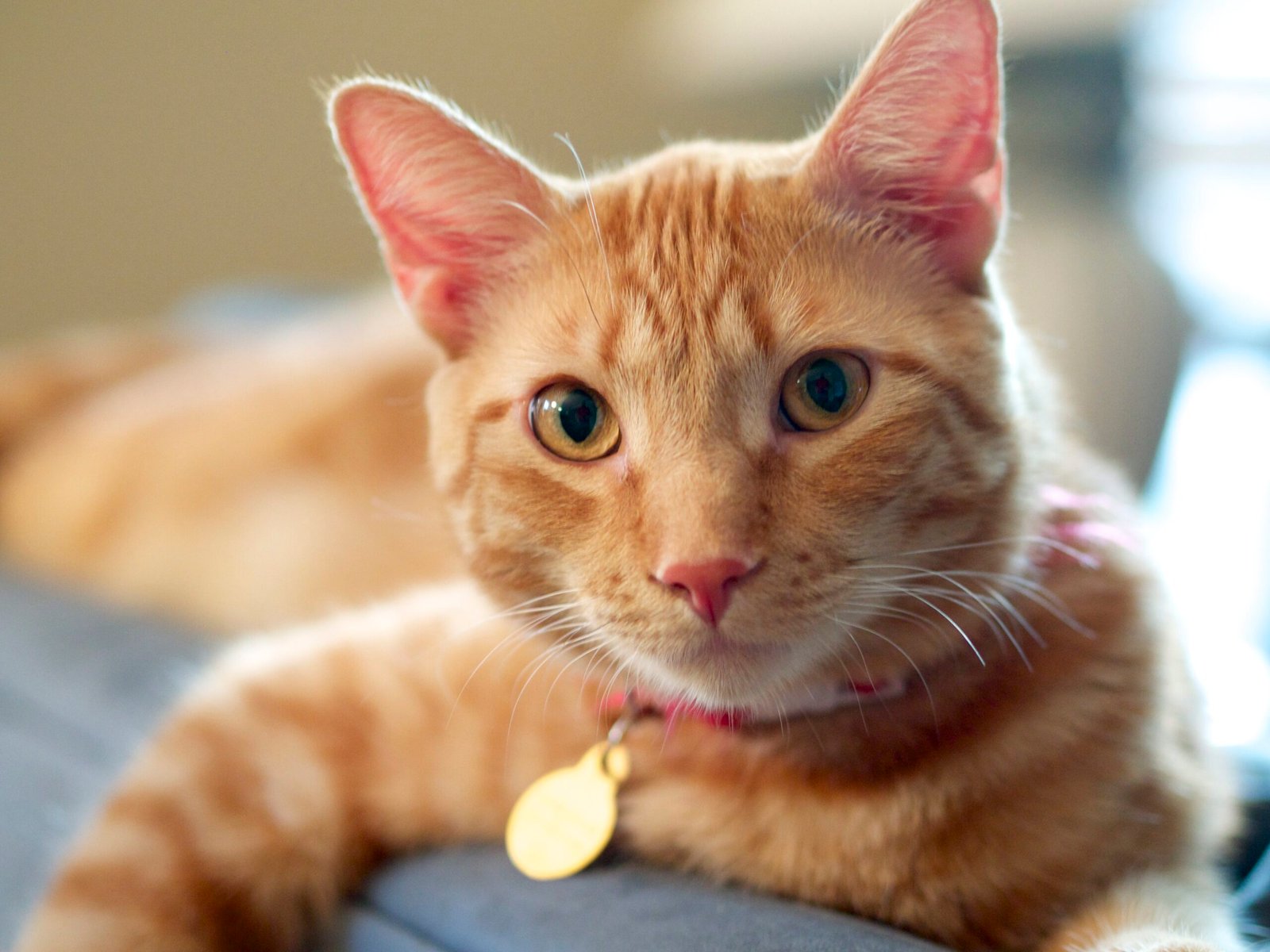 Exploring and Mapping Their Territory (image credits: wikimedia)