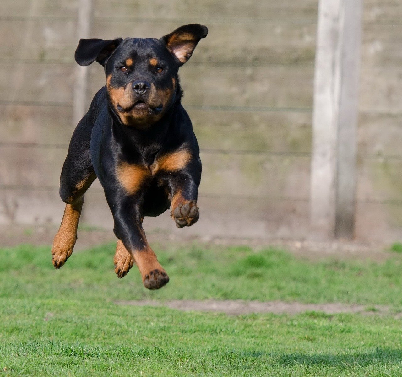 Playfulness: Who Brings More Joy? (image credits: pixabay)