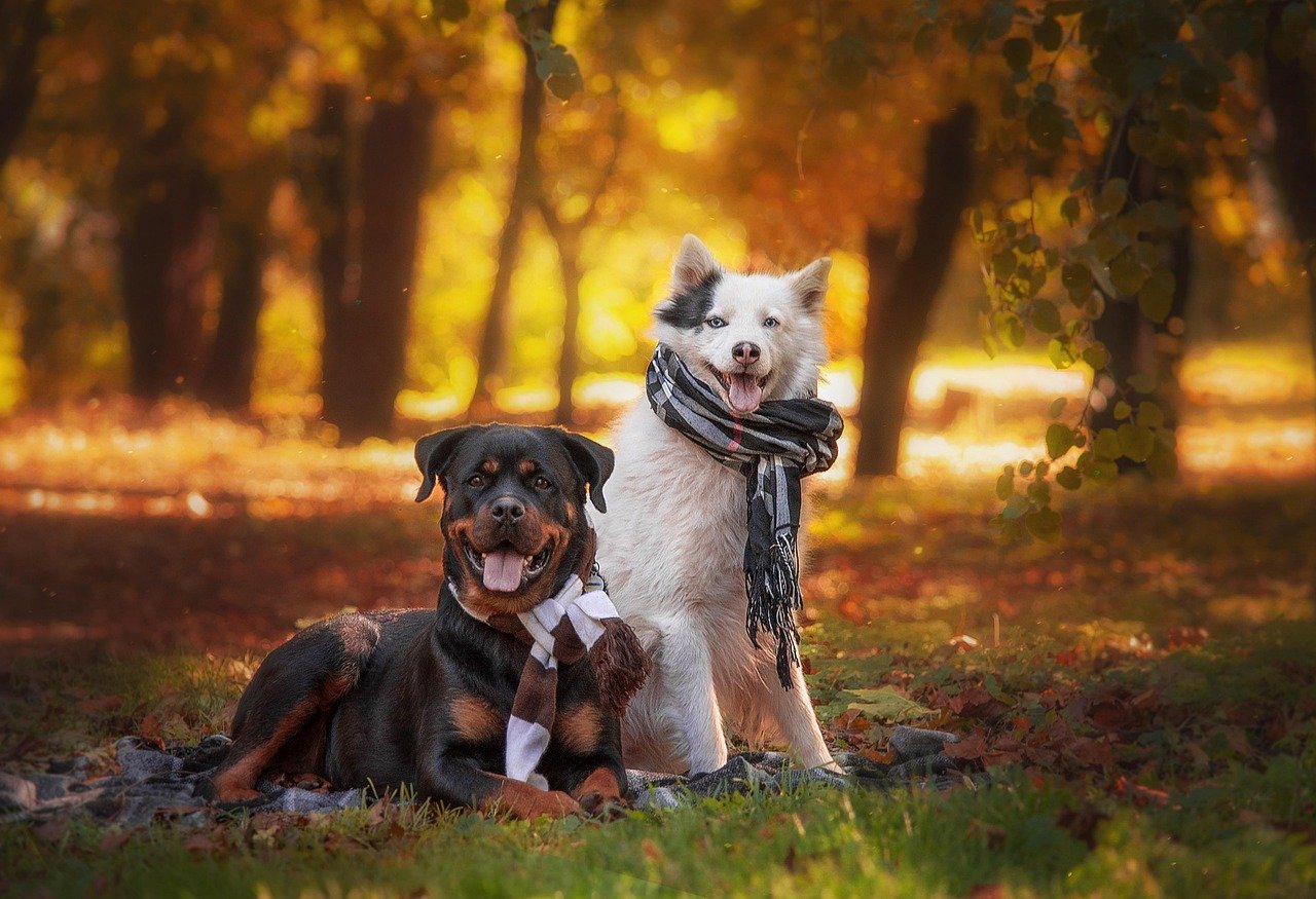Social Skills: Getting Along With Others (image credits: pixabay)