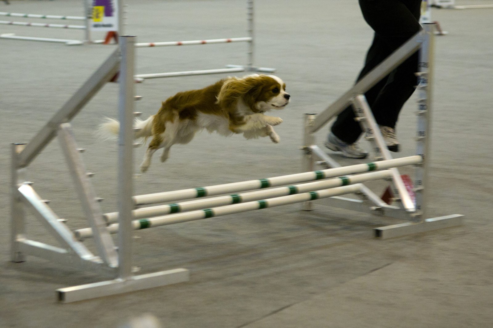 Training Is Rewarding—But Patience Is Needed (image credits: wikimedia)