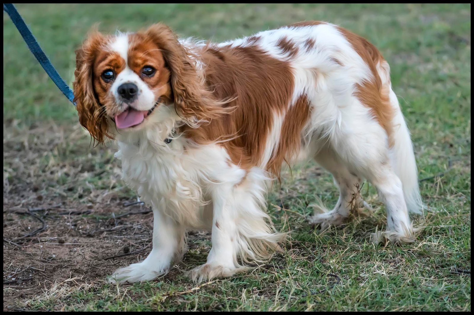 10 Things to Know Before Owning a Cavalier King Charles Spaniel