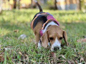 Beagle: The Little Detective