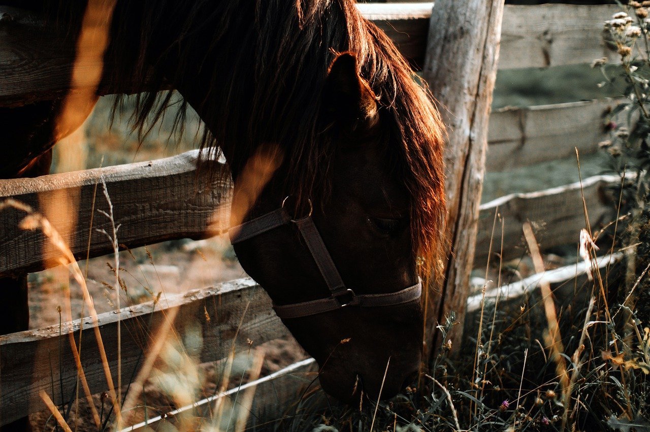 Dropping or Spilling Feed More Than Usual (image credits: pixabay)