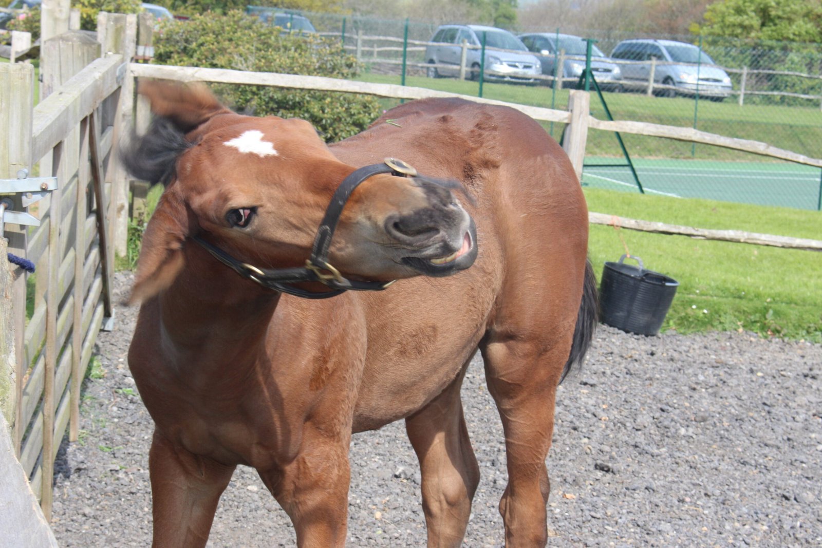 8 Ways Your Horse Tells You It Needs Its Teeth Checked