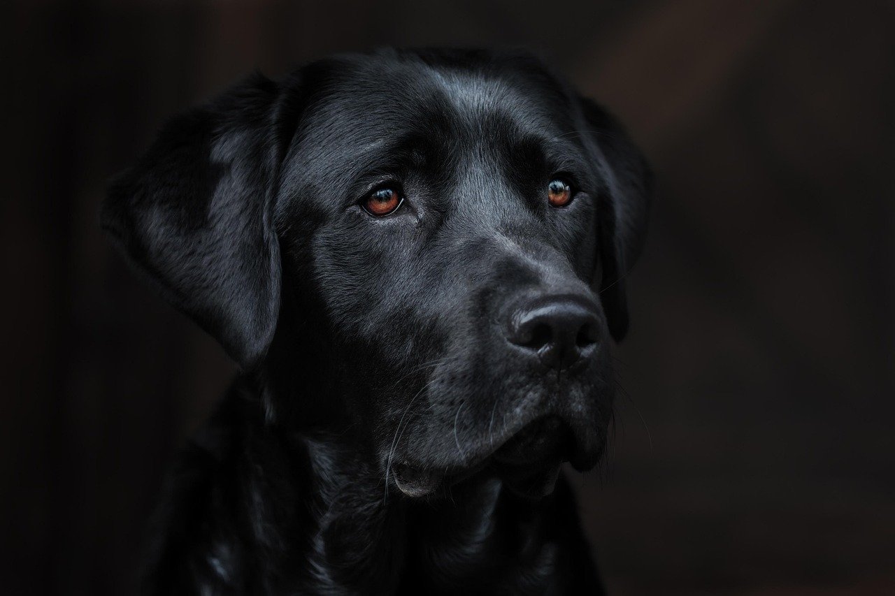 Labrador Retriever: The Calm in Every Storm (image credits: pixabay)