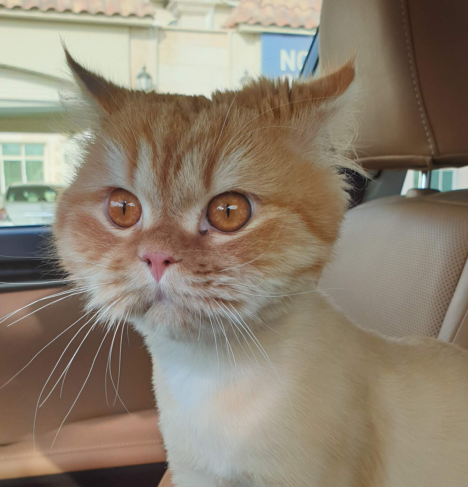 Car Rides and Travel: Terrifying Journeys (image credits: wikimedia)