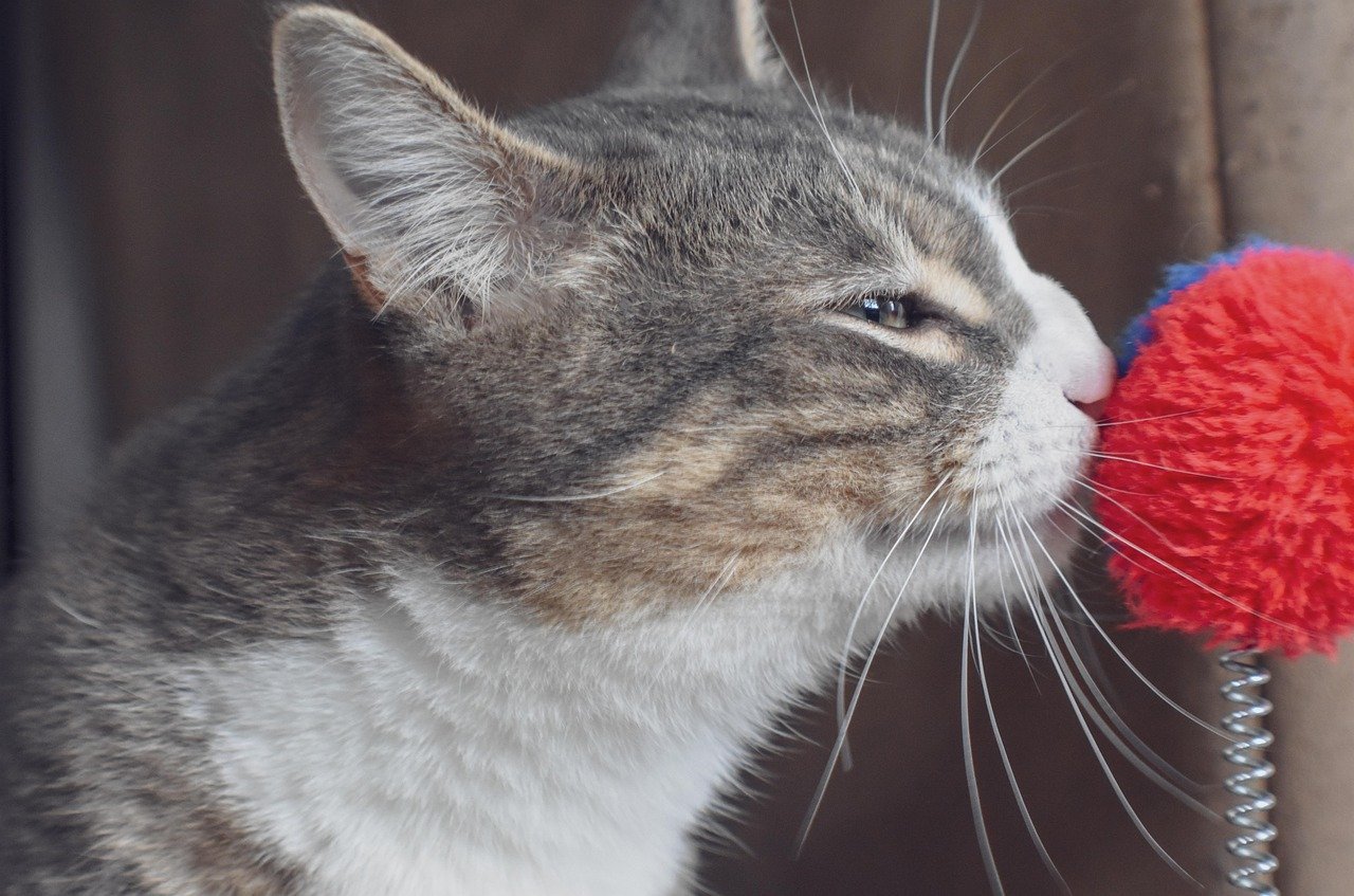 Strong Scents and Unfamiliar Smells (image credits: pixabay)