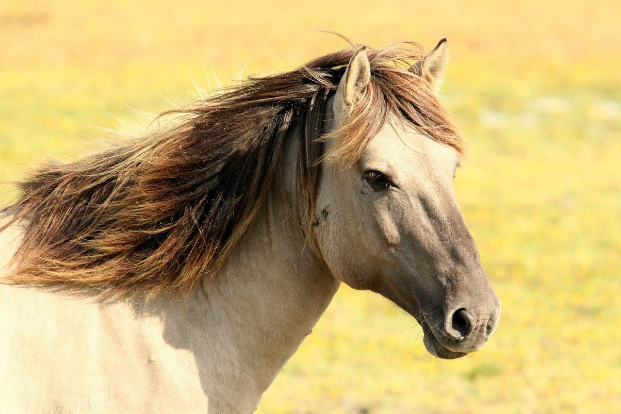 Words That Horses Rarely Understand (image credits: pixabay)