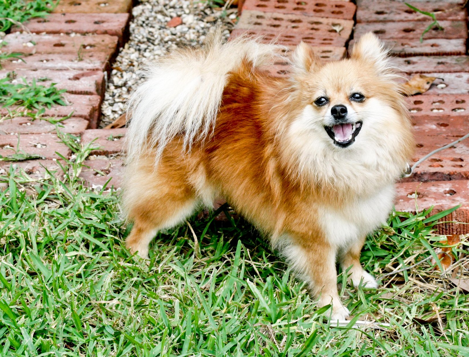 Pomeranian (image credits: wikimedia)
