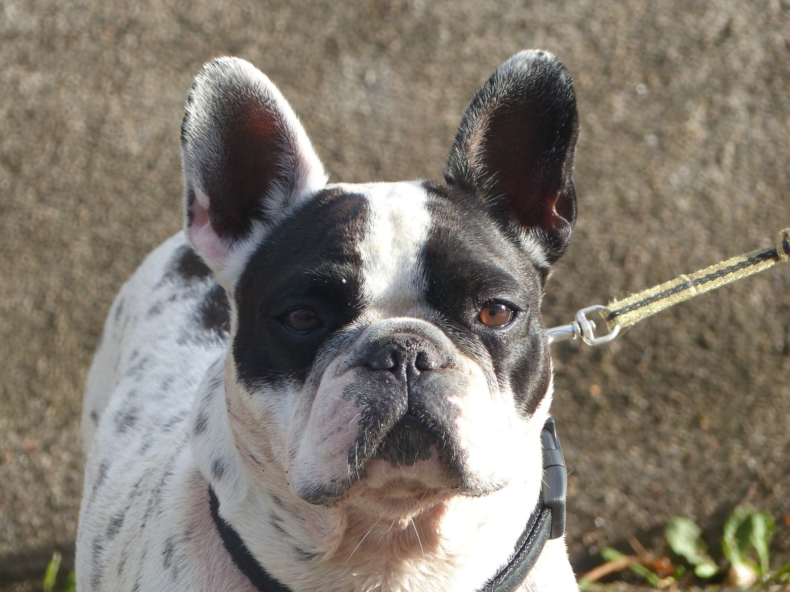 French Bulldog (image credits: wikimedia)