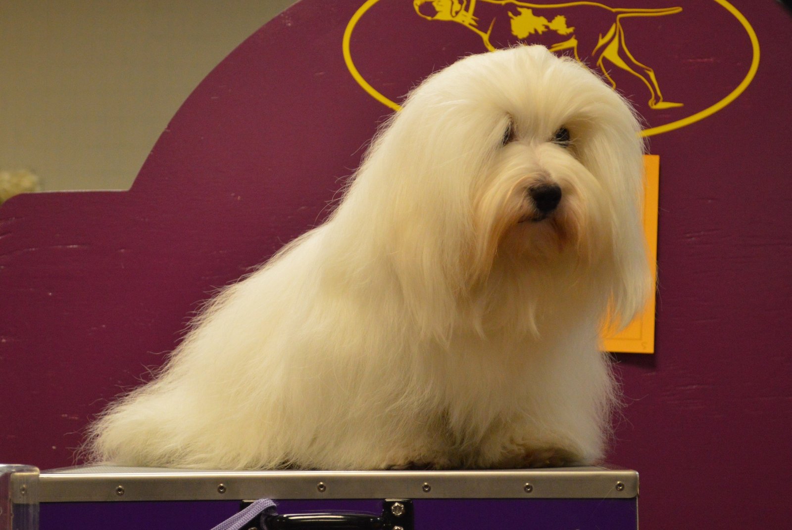 Coton de Tulear (image credits: wikimedia)