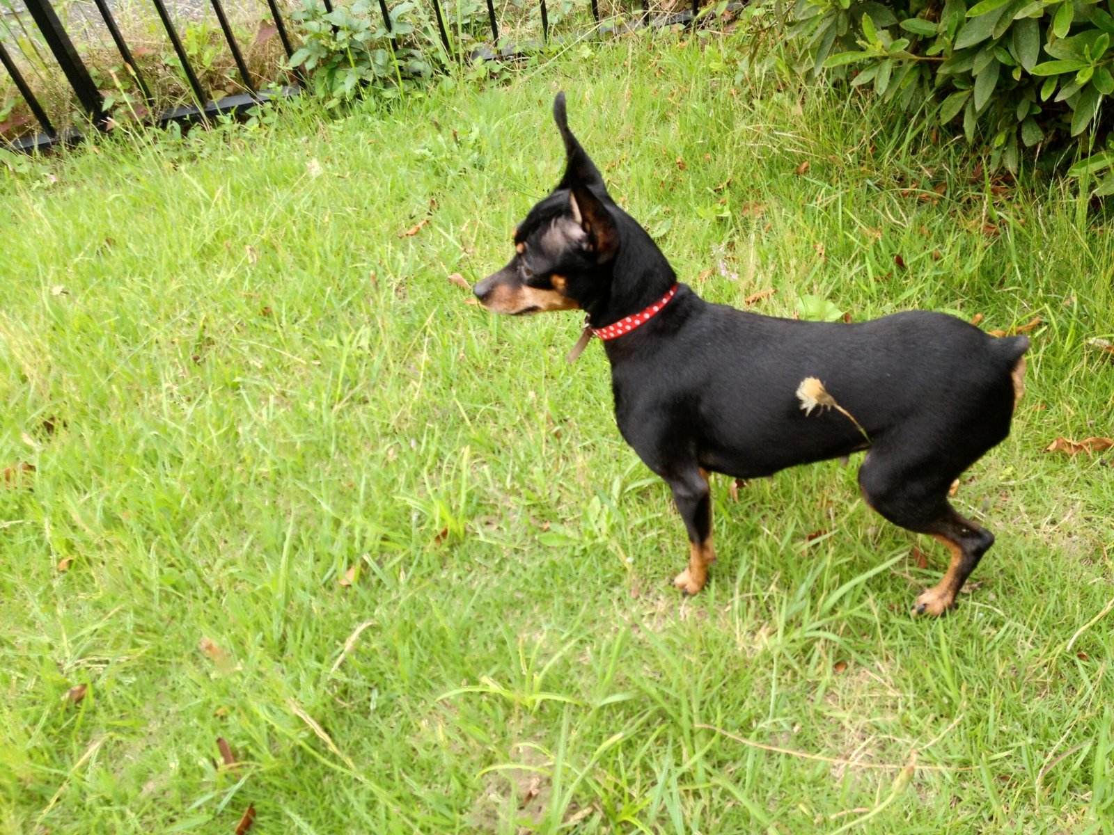 Miniature Pinscher (image credits: wikimedia)