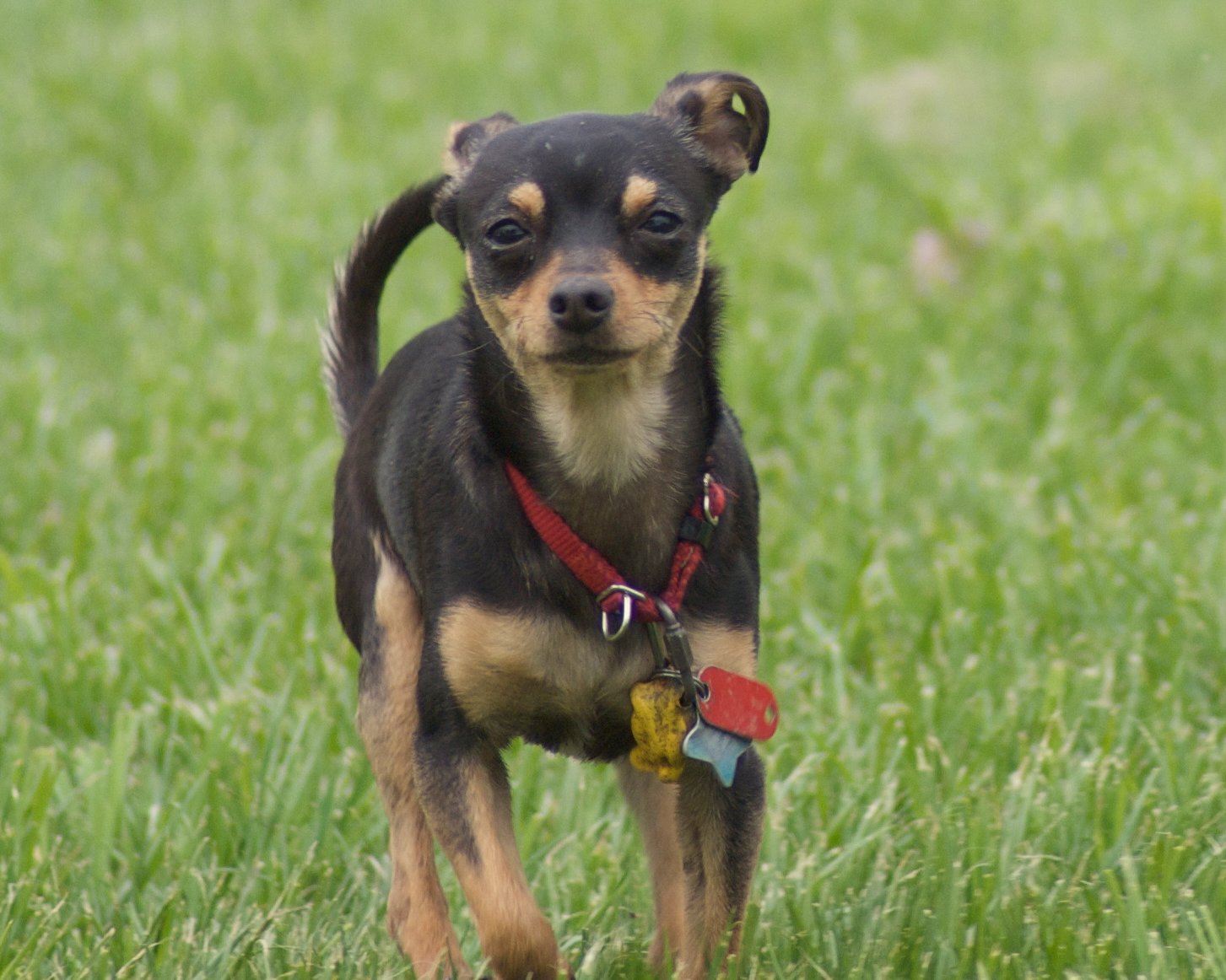 Toy Manchester Terrier (image credits: wikimedia)