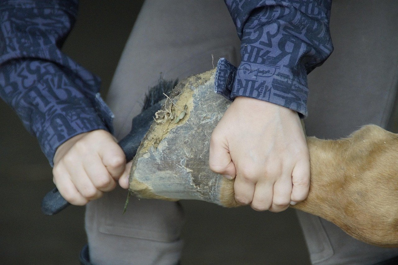 The Role of Hoof Care in Preventing Lameness (image credits: pixabay)