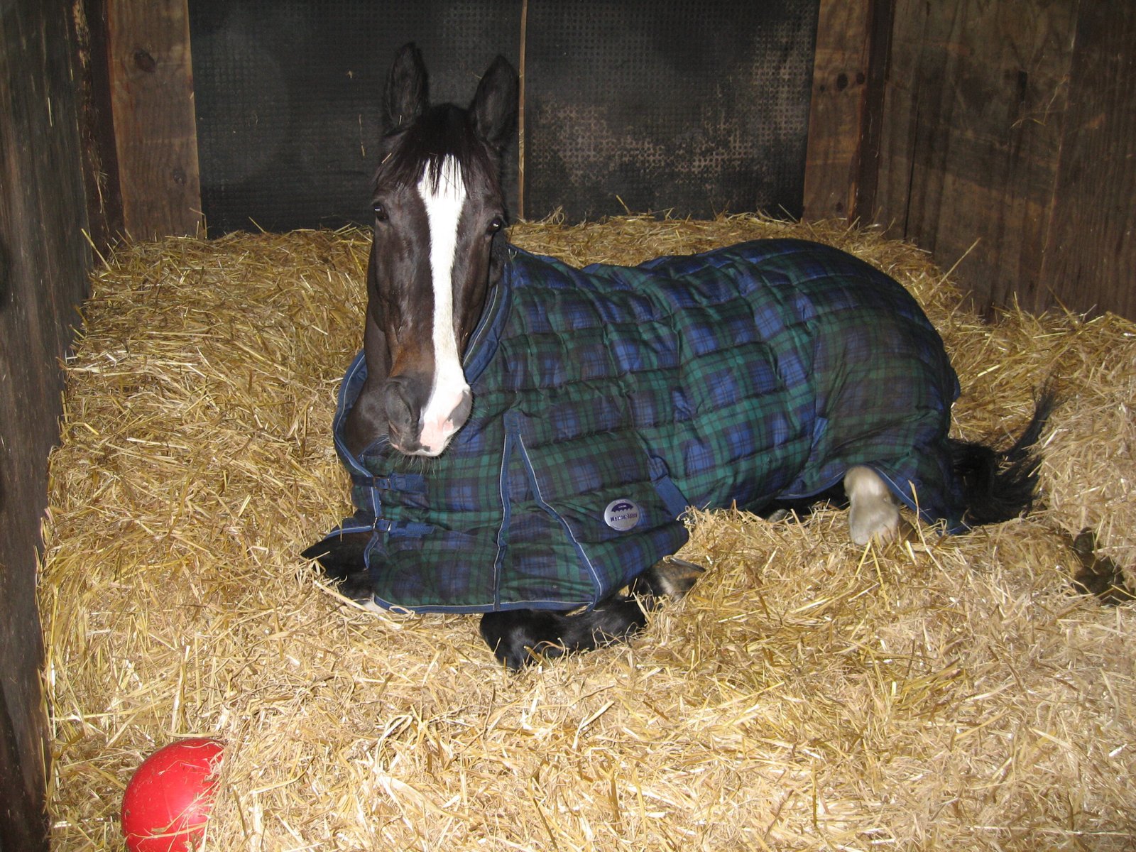 What to Do When You Suspect Lameness (image credits: wikimedia)