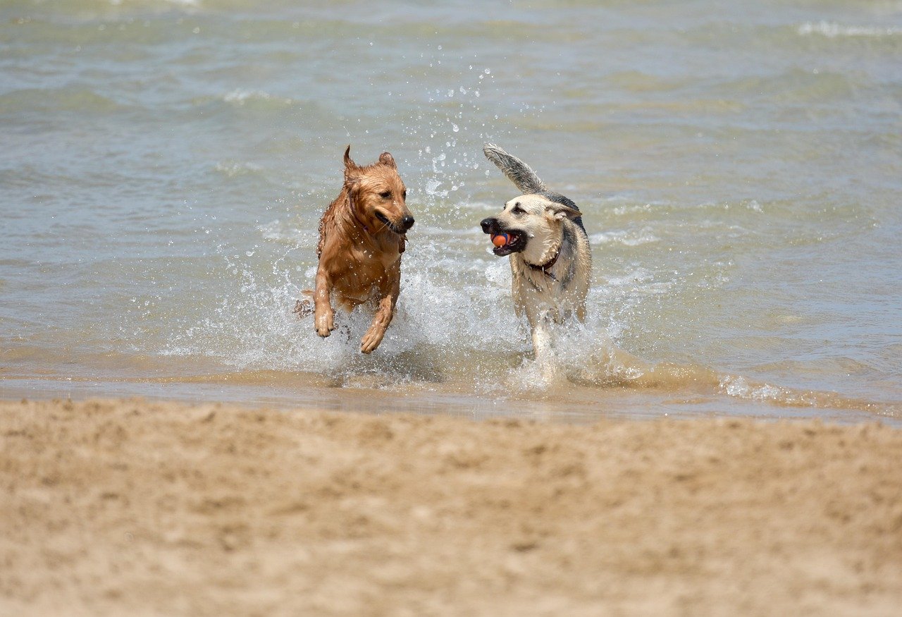 Improved Mood Around Other Dogs: Telltale Signs in Social Settings (image credits: pixabay)