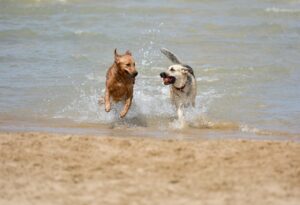 How Do You Know If Your Dog Needs a Companion?