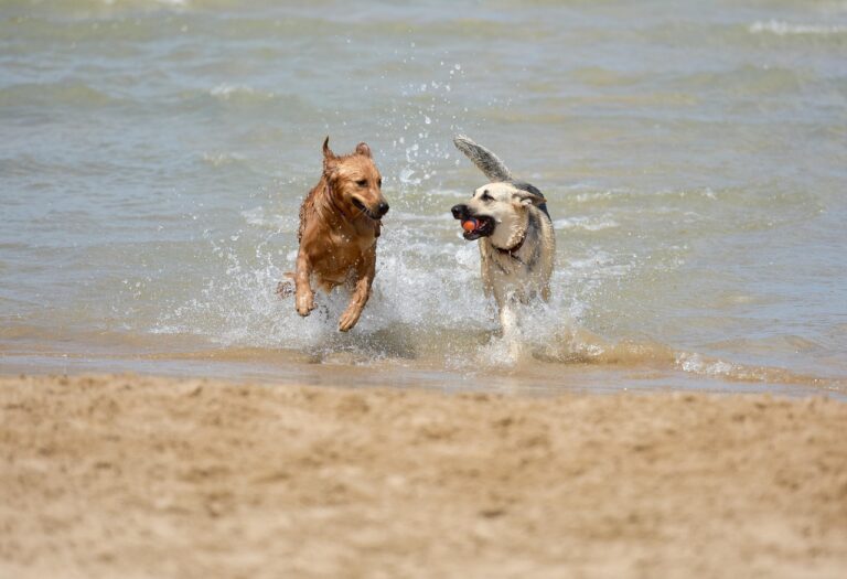 How Do You Know If Your Dog Needs a Companion?