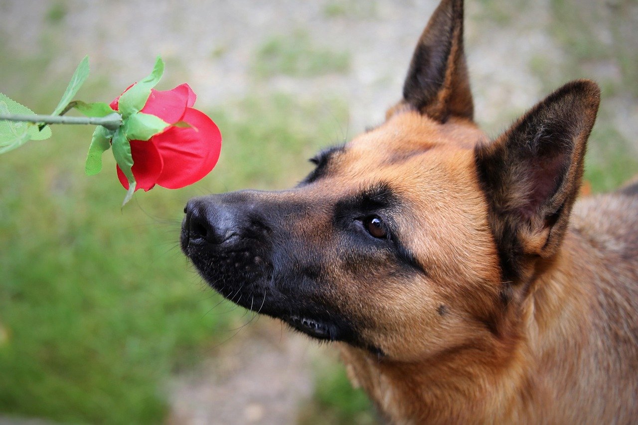 Curiosity: The Canine Detective at Work (image credits: pixabay)
