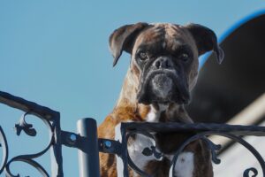 What Makes Guard Dog Breeds So Protective?